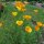 Kalifornischer Goldmohn (Eschscholzia californica) Samen