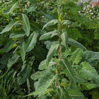 Giftlattich (Lactuca virosa) Samen