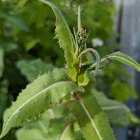 Giftlattich (Lactuca virosa) Samen