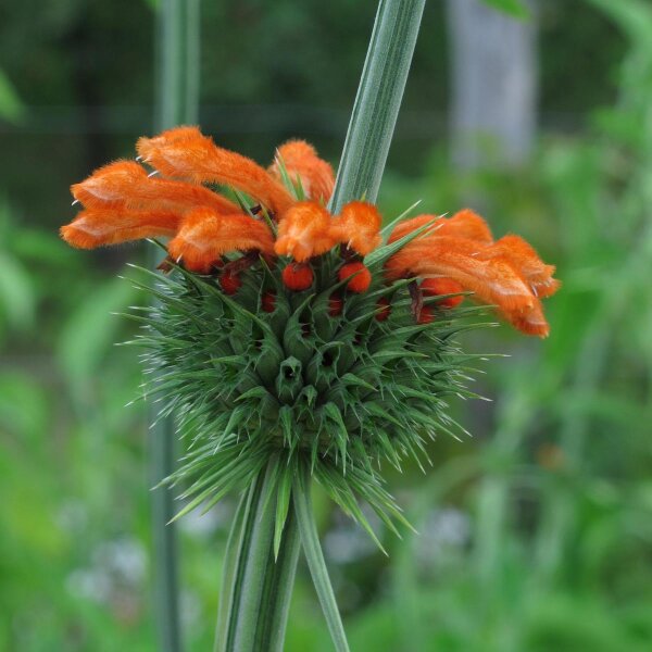 Afrikanisches Löwenohr (Leonotis leonurus) Samen