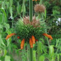 Afrikanisches Löwenohr (Leonotis leonurus) Samen