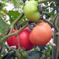 Tomate Berner Rose (Solanum lycopersicum) Samen