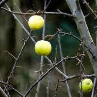 Kulturapfel Bittenfelder Sämling (Malus domestica) Samen