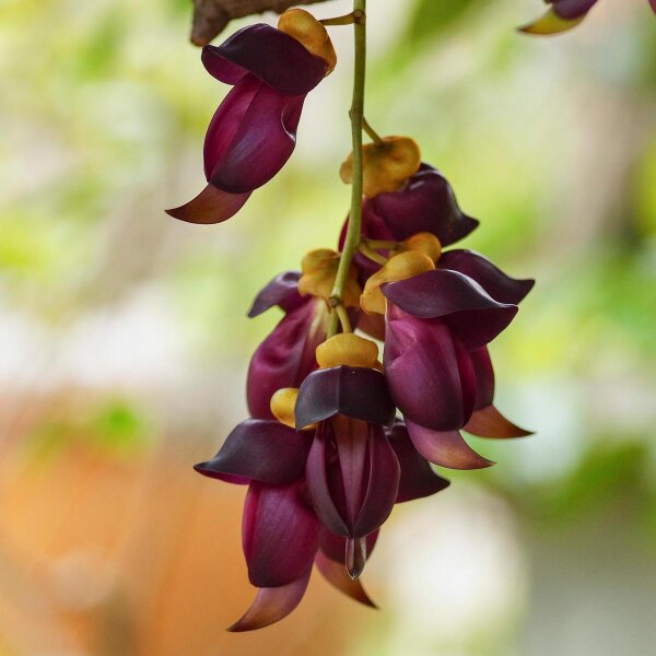 Mucuna (Mucuna pruriens) Samen