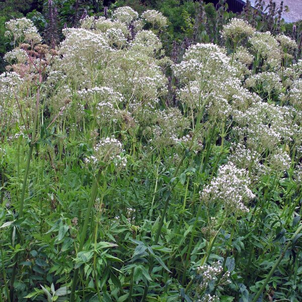 Baldrian (Valeriana officinalis) Samen