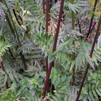 Baldrian (Valeriana officinalis) Samen