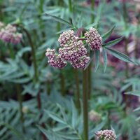 Baldrian (Valeriana officinalis) Samen