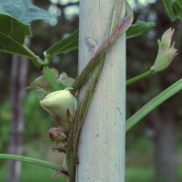 Schlangenbohne / Spargelbohne / Meterbohne (Vigna unguiculata subsp. sesquipedalis) Samen