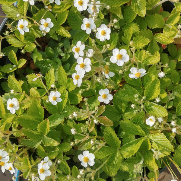 Moschus-Erdbeere / Zimt-Erdbeere (Fragaria moschata) Samen