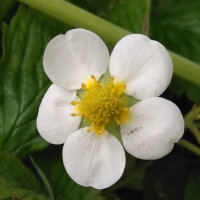 Moschus-Erdbeere / Zimt-Erdbeere (Fragaria moschata) Samen