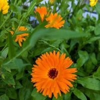 Blumenbouquet in Orange