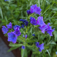 Blumenbouquet in Blau