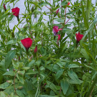 Blumenbouquet in Rot