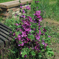 Mauretanische Malve  (Malva sylvestris ssp. mauritiana)...