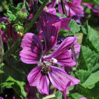 Mauretanische Malve  (Malva sylvestris ssp. mauritiana)...