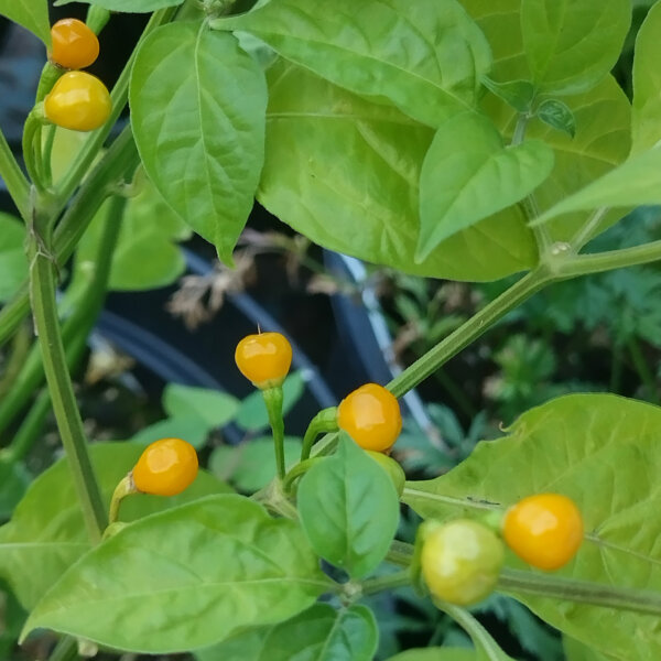 Chili Aji Charapita (Capsicum chinense) Samen