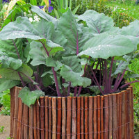 Violetter Kohlrabi Blauer Delikatess (Brassica oleracea var. gongylodes) Bio Samen