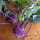 Violetter Kohlrabi Blauer Delikatess (Brassica oleracea var. gongylodes) Bio Samen