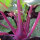 Violetter Kohlrabi Blauer Delikatess (Brassica oleracea var. gongylodes) Bio Samen