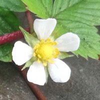 Monatserdbeere Attila (Fragaria vesca var. semperflorens)...