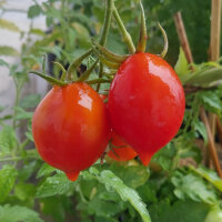 Tomate Piennolo del Vesuvio (Solanum lycopersicum) Samen