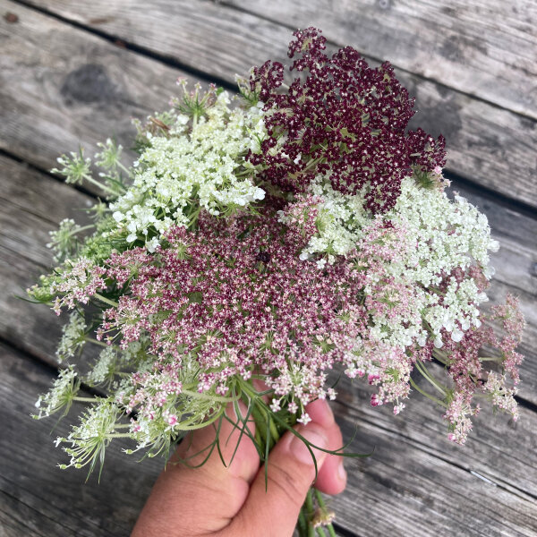 Violette Wilde Möhre Dara (Daucus carota)