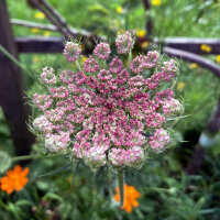 Violette Wilde Möhre Dara (Daucus carota)