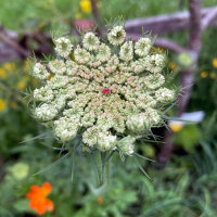 Violette Wilde Möhre Dara (Daucus carota)