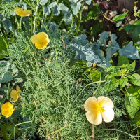 Kalifornischer Goldmohn Chrome Queen (Eschscholzia...