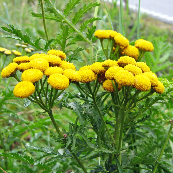 Rainfarn (Tanacetum vulgare) Samen