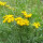 Rainfarn (Tanacetum vulgare) Samen