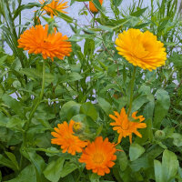 Sommerblumen in Orange (diverse Ringelblumensorten)...