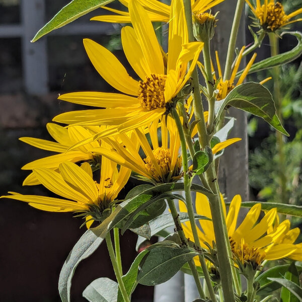 Maximilian-Sonnenblume (Helianthus maximiliani) Samen