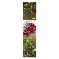 Thai Chilis - Samen-Geschenkset