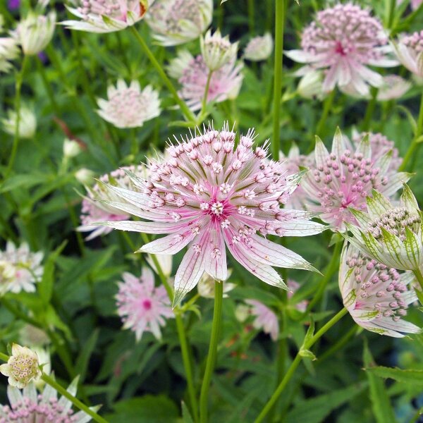 Große Sterndolde (Astrantia major) Samen