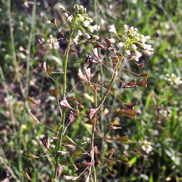 Gewöhnliches Hirtentäschel (Capsella bursa-pastoris) Samen