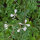 Rauke / Garten-Senfrauke / Rucola (Eruca vesicaria subsp. sativa) Samen