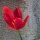 Türkische Wildtulpe (Tulipa sprengeri) Samen