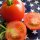 Freilandtomate Hellfrucht (Solanum lycopersicum) Bio Saatgut