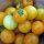 Gelbe Tomate Goldene Königin (Solanum lycopersicum) Bio Saatgut