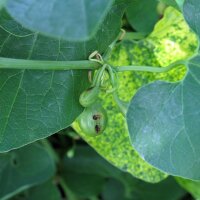 Gewöhnliche Osterluzei (Aristolochia clematitis) Bio Saatgut