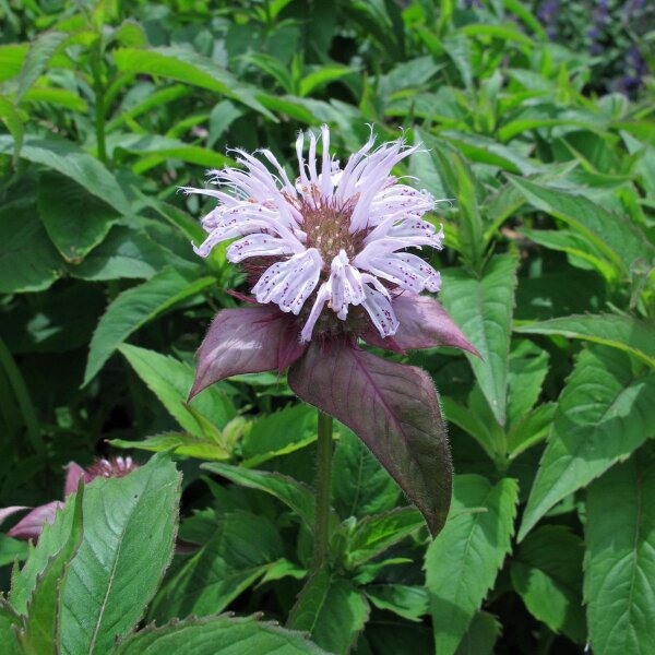 Wilde Bergamotte/ Oswego-Tee (Monarda fistulosa var. menthifoli) Bio Saatgut