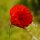 Klatschmohn (Papaver rhoeas) Bio Saatgut