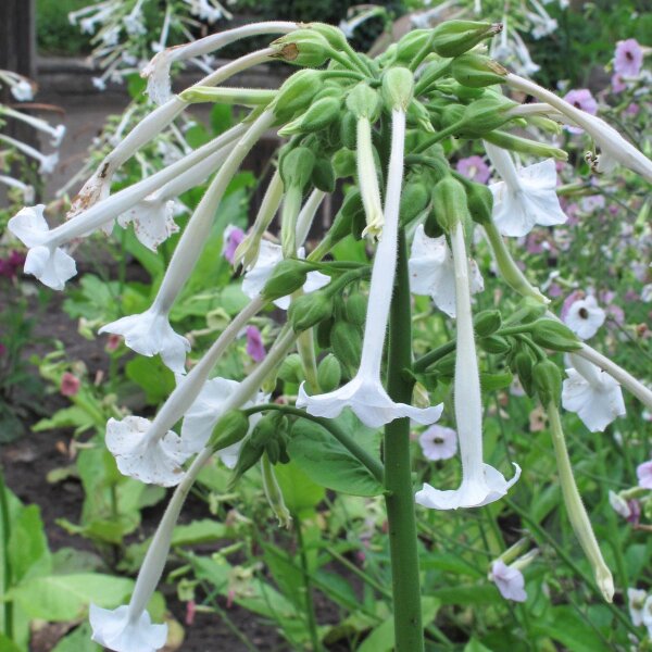 Waldtabak / Bergtabak (Nicotiana sylvestris) Bio Saatgut