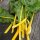 Gelber Mangold Selektion Sunset (Beta vulgaris ssp.vulgaris) Bio Saatgut