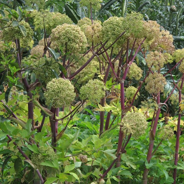 Echte Engelwurz (Angelica archangelica) Bio Saatgut