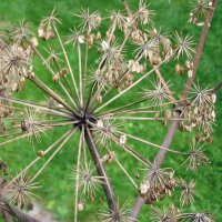 Echte Engelwurz (Angelica archangelica) Bio Saatgut