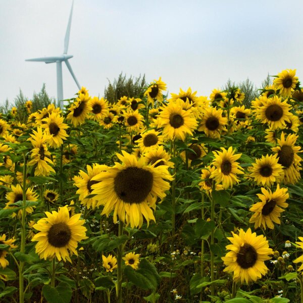 Sonnenblume Mittelgroßblumige Gelbe (Helianthus annuus) Bio Saatgut