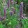 Asiatische Duftnessel (Agastache rugosa) Bio Samen