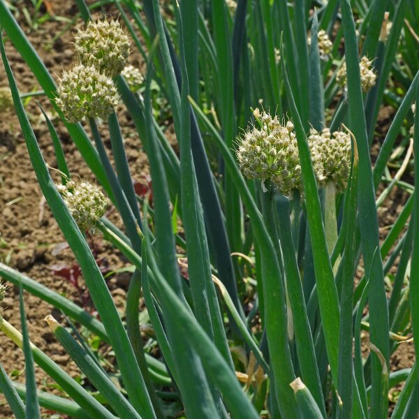 Winterheckenzwiebel (Allium fistulosum) Bio Saatgut